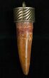 Real Spinosaurus Tooth Pendant - Dinosaur Tooth #11690-1